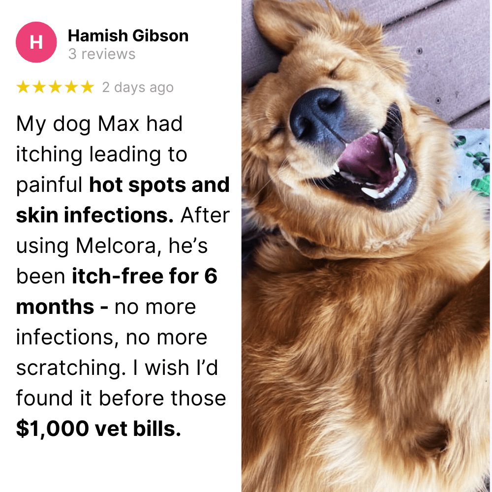 Protect Your Dog’s Skin from Itching and Infections - Melcora