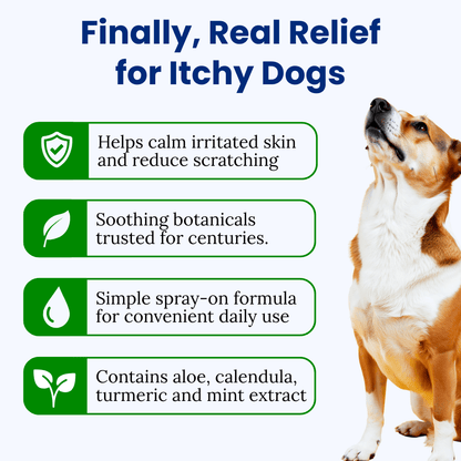 Protect Your Dog’s Skin from Itching and Infections - Melcora