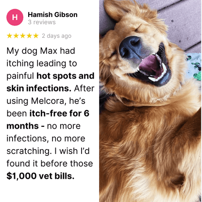 Protect Your Dog’s Skin from Itching and Infections - Melcora