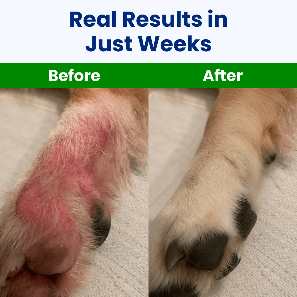 Protect Your Dog’s Skin from Itching and Infections - Melcora